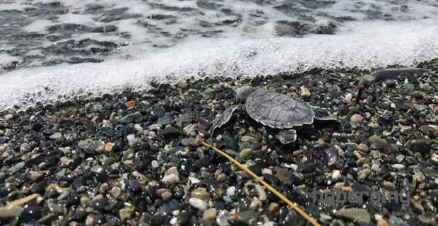 Yavru kaplumbağalar denize bırakıldı 
