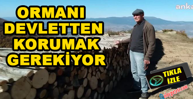 ORMANLARDA AĞAÇ KESİMİ ARTTI. VATANDAŞ