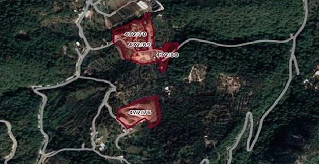 BODRUM’DA SİT KORUMASI ALTINDAKİ ZEYTİNLİKLER TURİZM İMARINA AÇILDI