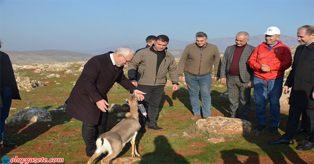 ÖZEL KORUNAN DAĞ CEYLANLARI ÇOĞALIYOR