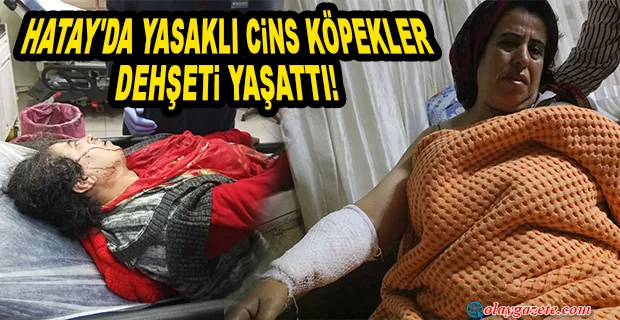 HATAY’DA KÖPEKLERİN SALDIRISINA UĞRAYAN KADIN YARALANDI
