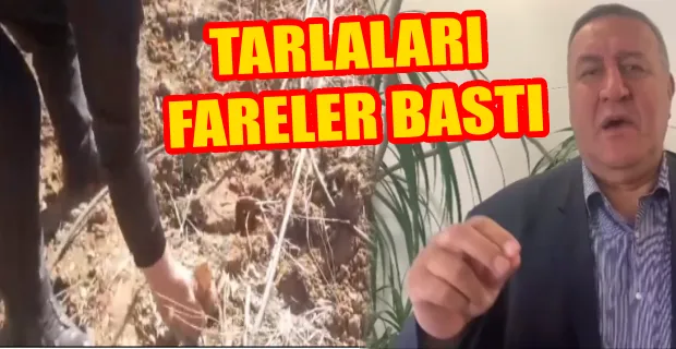  GÜRER,ÇİFTÇİLERİN YAŞADIKLARI SORUNLARA BİR DE FARE SORUNU EKLENDİ