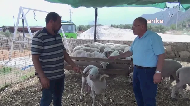 Muğlalı hayvan üreticisi:  
