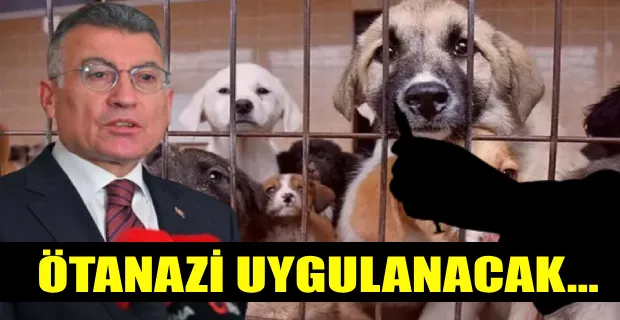 Sokak hayvanları teklifi Meclis sunuldu...