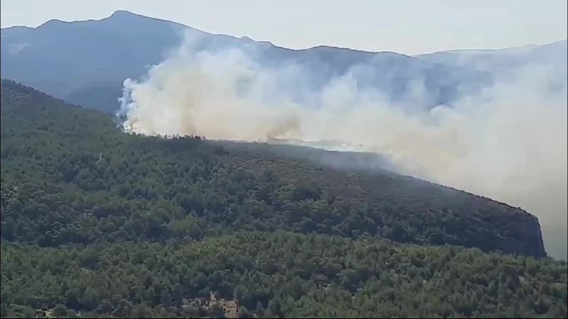 Muğla Milas’ta orman yangını