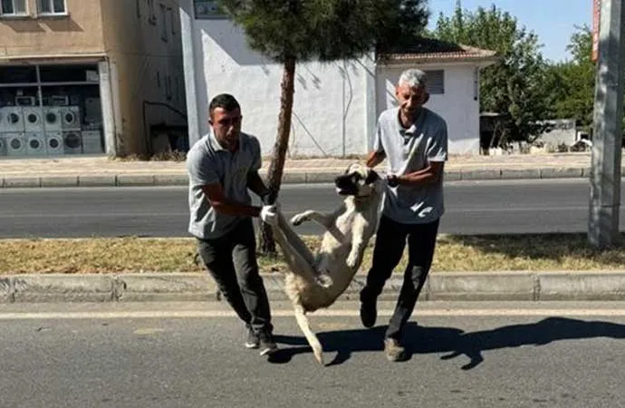 ‘KATLİAM YASASI’ ÇIKAR ÇIKMAZ KÖPEKLERİ TOPLAMAYA BAŞLAYAN SİLVAN BELEDİYESİ ÖZÜR DİLEDİ