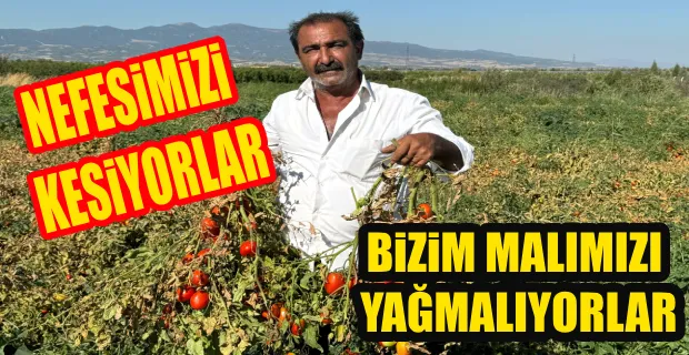 Salçalık domates fiyatlarına tepki gösteren Manisalı çiftçi, domatesi tarlada bıraktı... 
