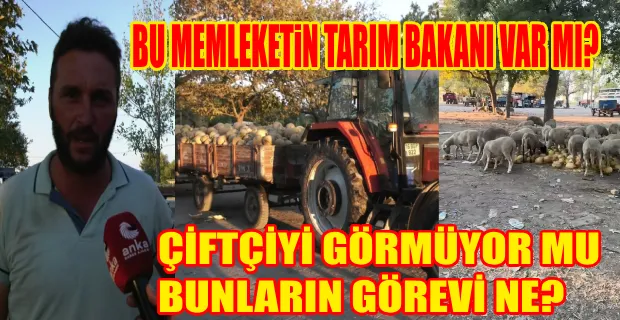 Kavunları koyunların yediği Karacabey