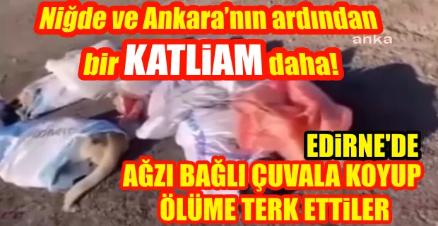 Edirne’de çuval içinde ölü köpekler bulundu