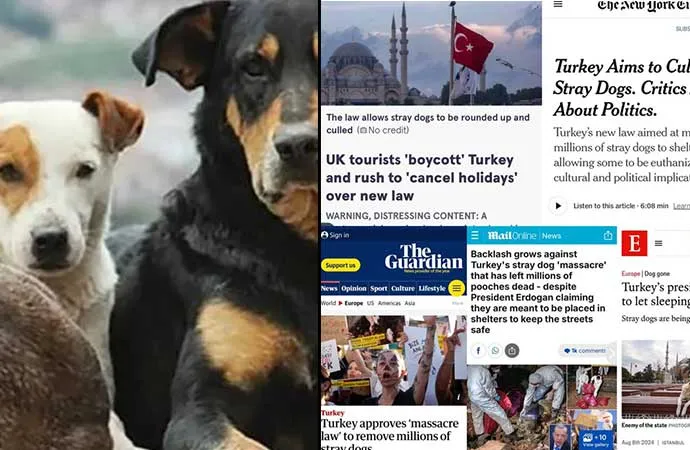 İNGİLTERE’DE ‘BOYKOT’ SESLERİ YÜKSELİYOR: SOKAK HAYVANLARI KATLEDİLİYOR TÜRKİYE’YE GİTMEYİN