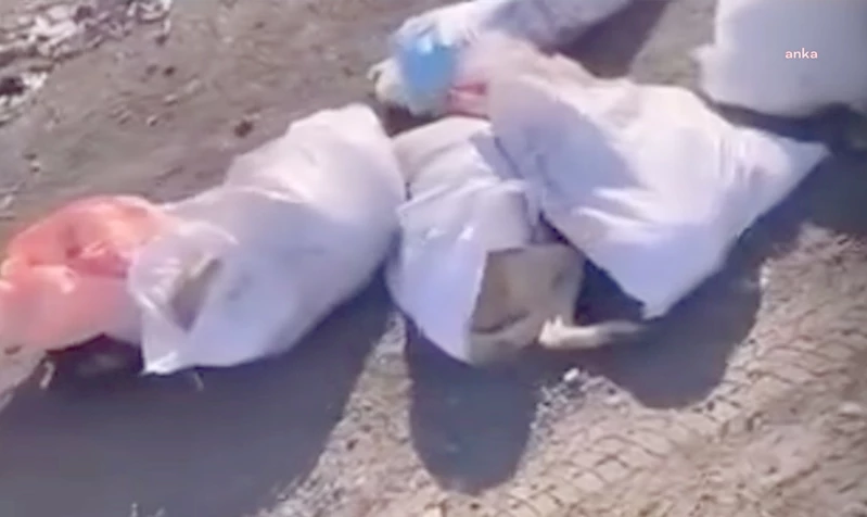 Edirne’de çuvallar içinde ölü bulunan köpeklerle ilgili 4 şüpheli gözaltına alındı