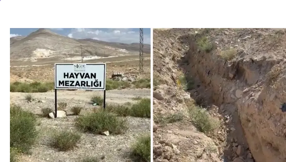Niğde Belediyesi’nden köpek katliamı iddiasına yanıt