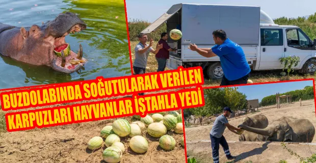 İzmirli çiftçi tarlada kalan karpuzlarını hayvanlara yem yaptı... 