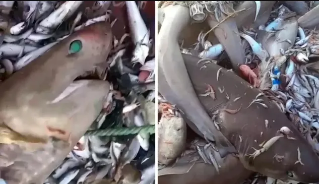 MERSİN AÇIKLARINDAKİ KÖPEK BALIKLARI TATİLCİLERİN KABUSU OLDU