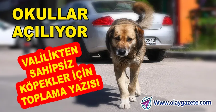 İSTANBUL’DA SAHİPSİZ KÖPEKLER İÇİN VALİLİKTEN YENİ KARAR