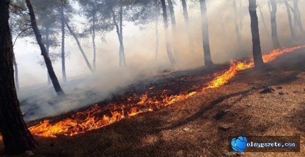 40 DÖNÜMLÜK KIZILÇAM BİTKİ ÖRTÜSÜ YANDI