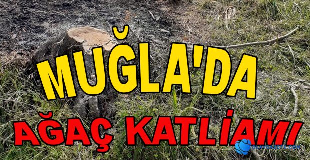 600 ZEYTİN AĞACI İÇİN 110 BİN LİRA PARA CEZASI