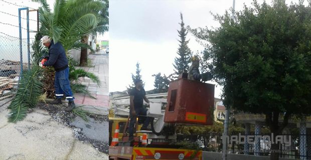 AĞAÇ BUDAMA ÇALIŞMALARINI SÜRÜYOR