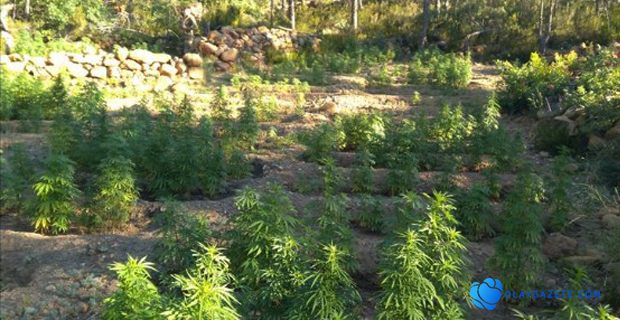 AMANOSLAR’IN HİNT KENEVİRİ BİLANÇOSU