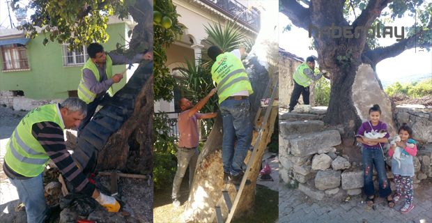 ASIRLIK AĞAÇLAR RESTORE EDİLDİ