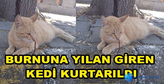 BURNUNA YILAN GİREN KEDİYİ İSKENDERUN BELEDİYESİ EKİPLERİ KURTARDI