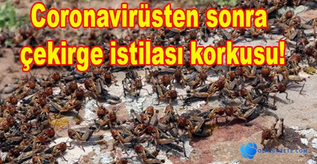 Çekirge istilası yolda!