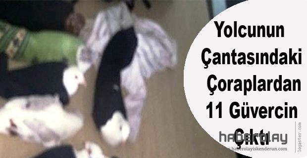 ÇORAPLARDAN 11 GÜVERCİN ÇIKTI