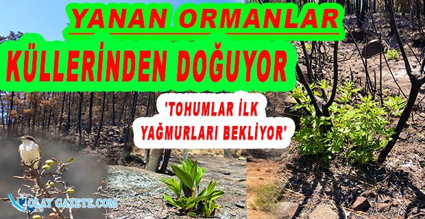 DOĞA KISA ZAMANDA YOLUNU BULUYOR