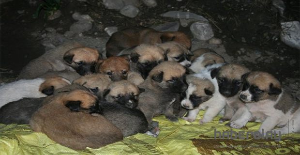 DONMAK ÜZERE OLAN KÖPEK YAVRULARI KURTARILDI