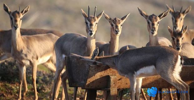 GAZELLA GAZELLA SAYISI 925’E YÜKSELDİ