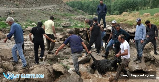 HAKKARİ’DE SEL SULARINA KAPILAN YAKLAŞIK 500 KOYUN HAYATINI KAYBETTİ