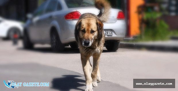 İKTİDARA YAKIN YAZAR KÖPEKLERİ 
