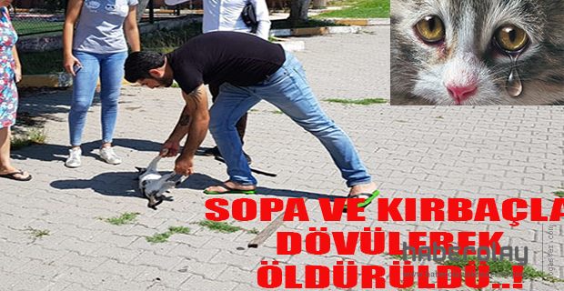 KEDİYİ İŞKENCE ÇEKTİREREK ÖLDÜRDÜLER İDDASI