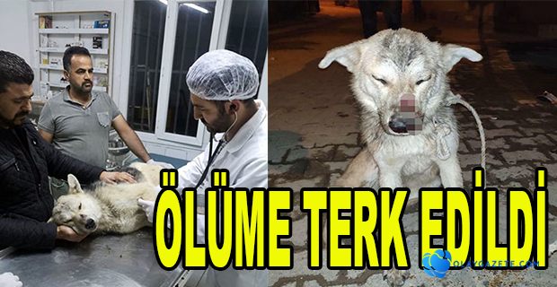  KÖPEK ÇÖP KONTEYNERİNDE ÖLÜME TERK EDİLDİ