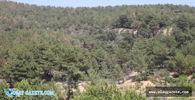 ORMAN BİLİM KURULU İLK TOPLANTISINI YAPTI