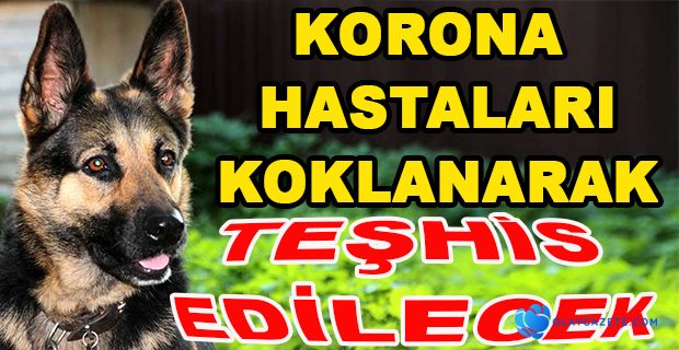 ÖZEL EĞİTİMLİ KÖPEKLER KORONAVİRÜS HASTALARINI TESPİT ETTİ!