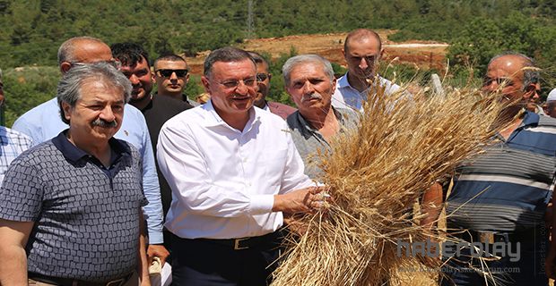 SAVAŞ GDO’SUZ BUĞDAYLARIN HASADINI GERÇEKLEŞTİRDİ