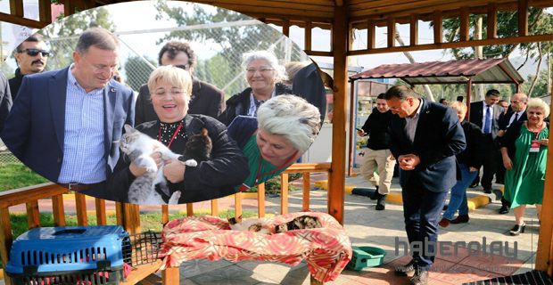 SOKAK KEDİLERİ ARTIK DAHA MUTLU 