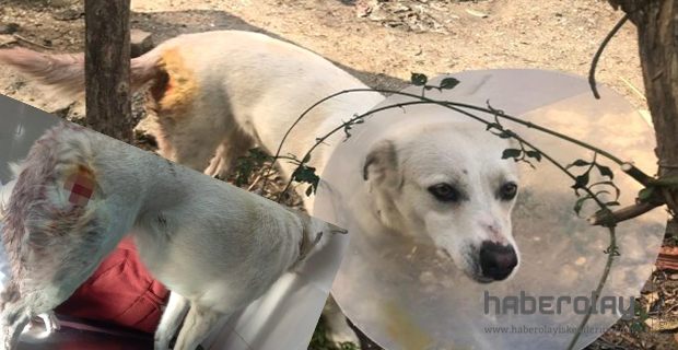 Sokak Ortasında Köpeği Bıçakladı