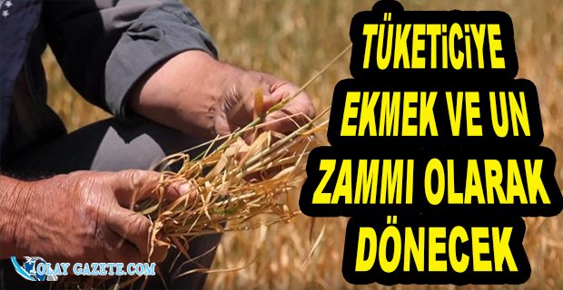 TMO BUĞDAYA "YÜZDE 22" ZAM YAPTI 