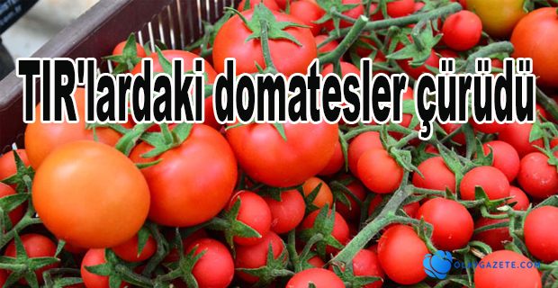 TONLARCA DOMATES ÇÖPE GİTTİ