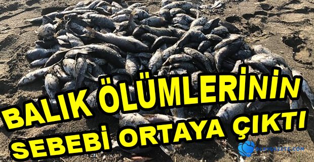 TOPLU BALIK ÖLÜMLERİNE ÇAMUR AKAN ASİ NEHRİ NEDEN OLMUŞ