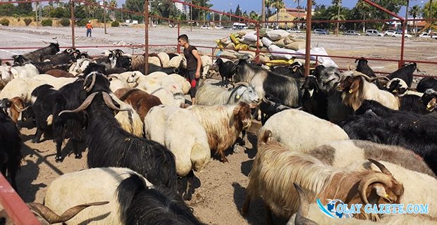  TOSYALI, KURBAN SATIŞ ALANI BELİRLENDİ