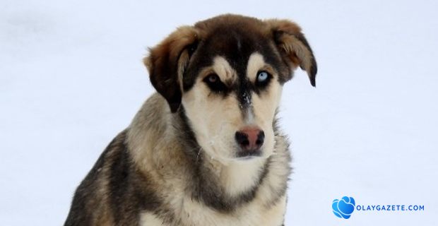 VAN KEDİSİNDEN SONRA VAN KÖPEĞİ