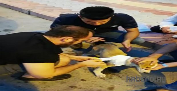 Yaralı sokak köpeğine zabıta duyarlılığı